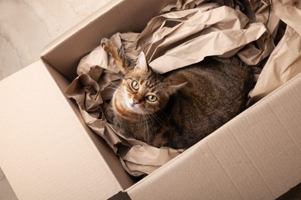 Cute happy grey tabby cat in cardboard box on carpet floor at home. Pets care and adoption concept. Top view. Moving House with a cat